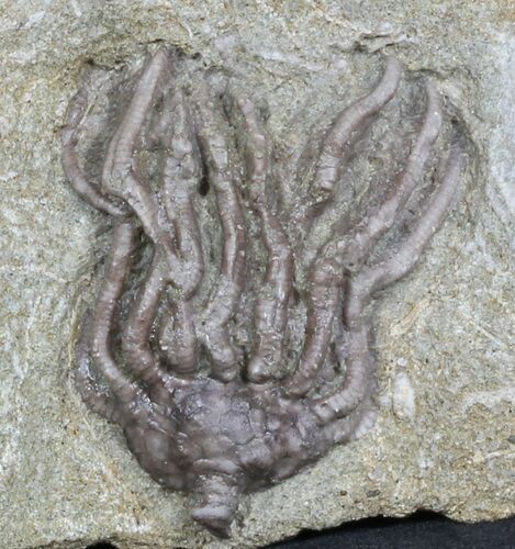 Dizygocrinus Crown Crinoid Fossil - Warsaw Formation, Illinois #45569